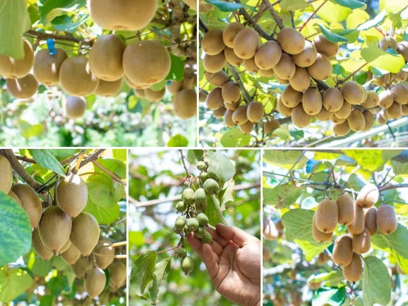 🥝 키위 과일 나라 재팬(키위 후르츠 칸토리 재팬) 이미지 1